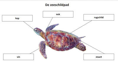 Lesmateriaal zeedieren gelabeld van auteur juf tallie