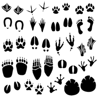 Lesmateriaal Kaspers' leer & kijk w.o. voetafdrukken dieren 3 van auteur Gratis leuke leesboekjes slide 2