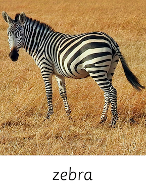 Lesmateriaal Voorleesweek: Sep de zebra van auteur Gratis leuke leesboekjes