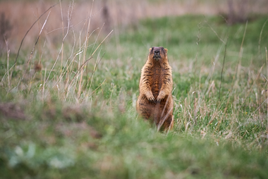 Lesmateriaal Kaspers' levenscyclus 33 de marmot van auteur Gratis leuke leesboekjes slide 4