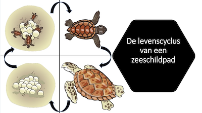 Lesmateriaal levenscyclus van zeeschildpad van auteur juf tallie