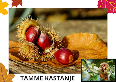 Lesmateriaal Woordkaarten: noten in de herfst van auteur Kleuterwereld slide 1