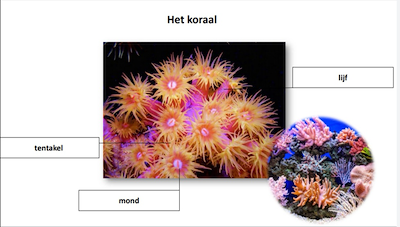 Lesmateriaal zeedieren gelabeld van auteur juf tallie slide 3