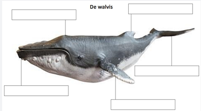 Lesmateriaal zeedieren gelabeld van auteur juf tallie slide 2