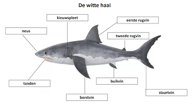 Lesmateriaal zeedieren gelabeld van auteur juf tallie slide 4