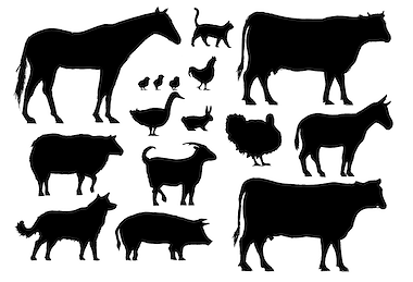 Lesmateriaal Kaspers' dierenraden boek compleet van auteur Gratis leuke leesboekjes