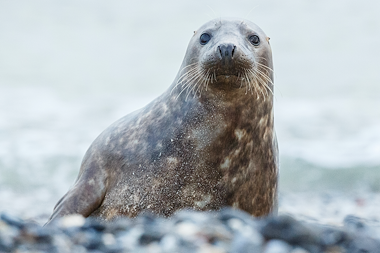 Lesmateriaal Kaspers' levenscyclus 32 zeehond van auteur Gratis leuke leesboekjes slide 3
