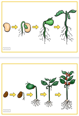 Lesmateriaal Thema: Planten en zaaien van auteur Juf Celine slide 2