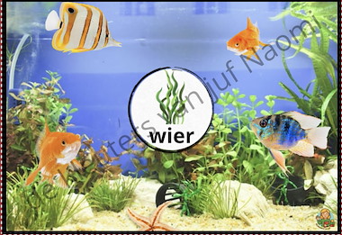 Lesmateriaal Onderwaterwereld - rijmaquarium van auteur De kleuters van juf Naomi slide 2