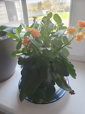 Lesmateriaal Creatieve kijkboek een mooi kiemplantje. En nu? van auteur Gratis leuke leesboekjes