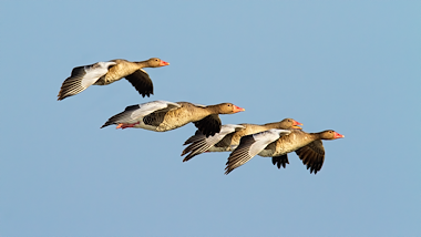 Lesmateriaal Kaspers' levenscyclus 35 de gans van auteur Gratis leuke leesboekjes slide 3