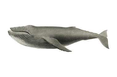Lesmateriaal Kaspers' leer & kijk w.o. oceaandieren 2 van auteur Gratis leuke leesboekjes