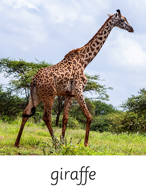 Lesmateriaal Creatieve kijkboek dieren uit Afrika van auteur Gratis leuke leesboekjes slide 2