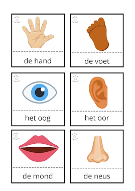 Lesmateriaal Woordenschatsfiches thema het lichaam (+ beeldmateriaal) van auteur deklasvankaat slide 2