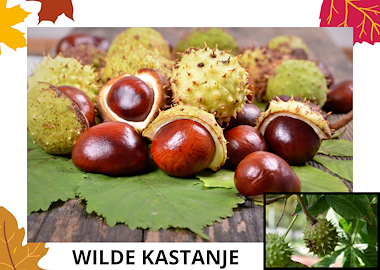 Lesmateriaal Woordkaarten: noten in de herfst van auteur Kleuterwereld slide 2
