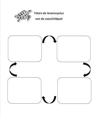 Lesmateriaal werkblad levenscyclus zeeschildpad van auteur juf tallie slide 2