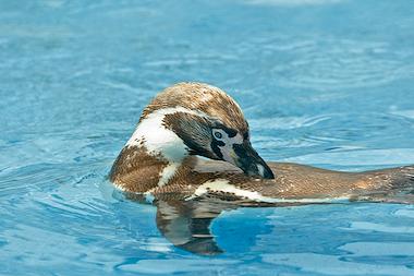 Lesmateriaal Kaspers' levenscyclus 11 de pinguïn van auteur Gratis leuke leesboekjes slide 3